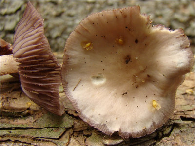Mycena pelianthina