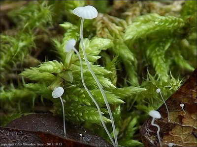 Mycena polyadelpha