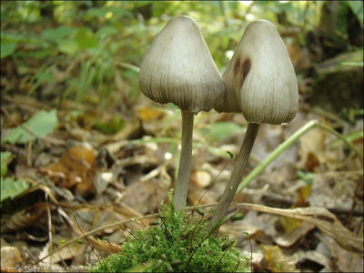 Mycena polygramma