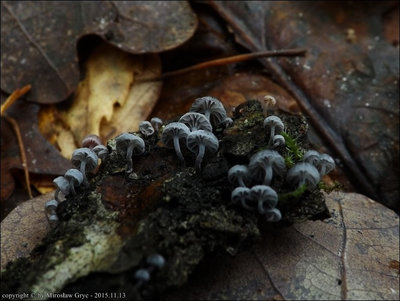 Mycena pseudocorticola