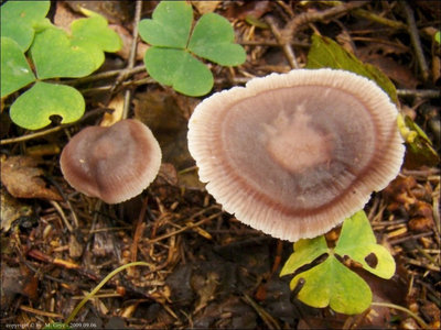 Mycena pura