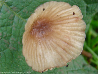 Mycena sanguinolenta