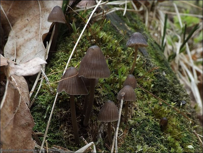 Mycena silvae-nigrae