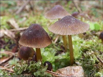 Mycena stipata