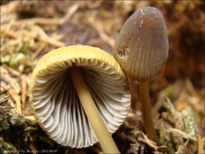 Mycena viridimarginata