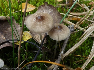 Mycena vitilis