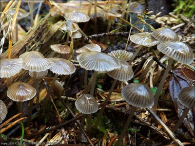 Mycena vulgaris