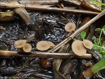 Myriosclerotinia scirpicola