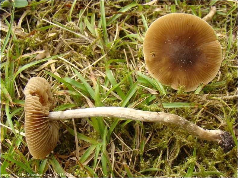 olszóweczka czeska - zdjęcie główne