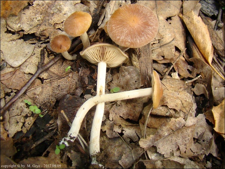 olszóweczka wypaleniskowa - zdjęcie główne