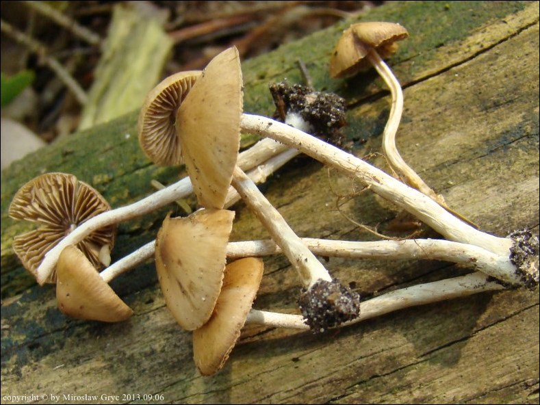 olszóweczka wierzbowa - zdjęcie główne