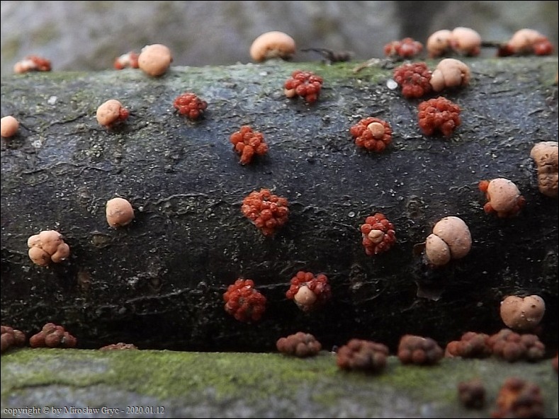 gruzełek cynobrowy - zdjęcie główne