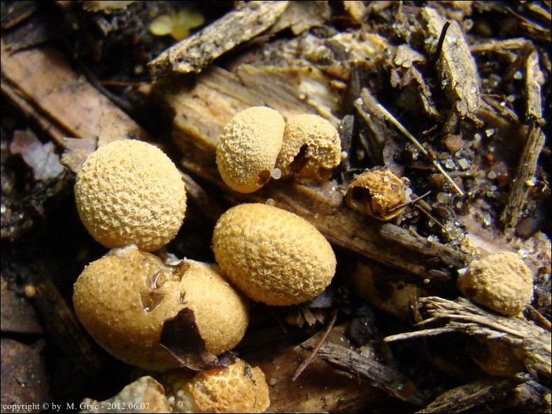 gniazdnica kulista - zdjęcie główne