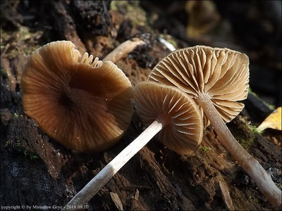 Naucoria celluloderma