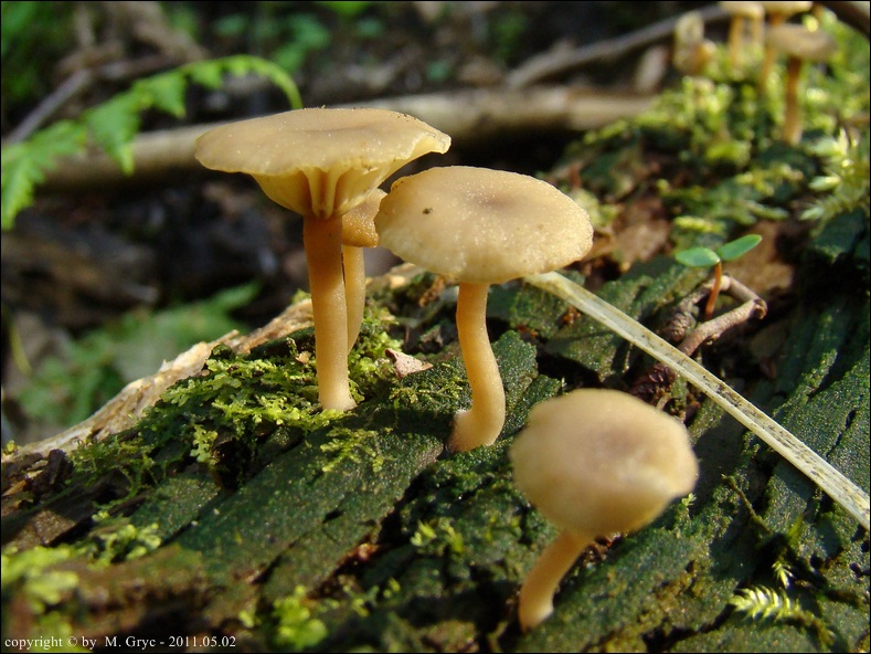 pępówka pofałdowana - zdjęcie główne