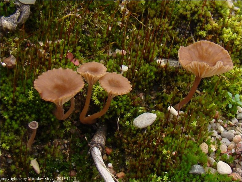 pępówka wątrobiana - zdjęcie główne