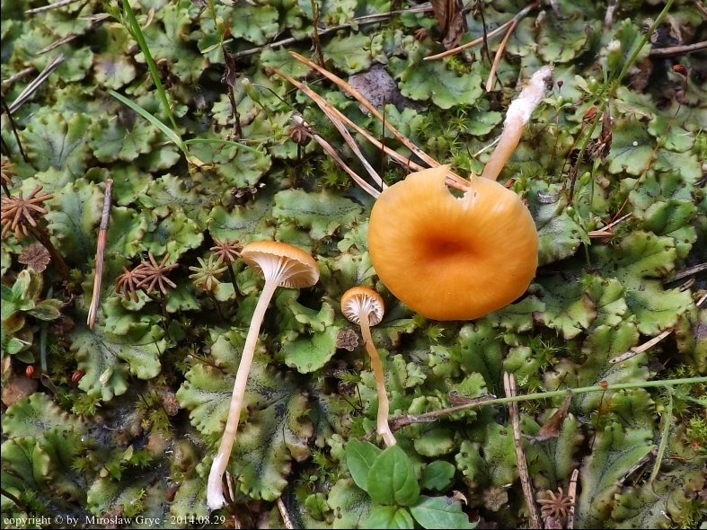 pępóweczka pomarańczowa - zdjęcie główne