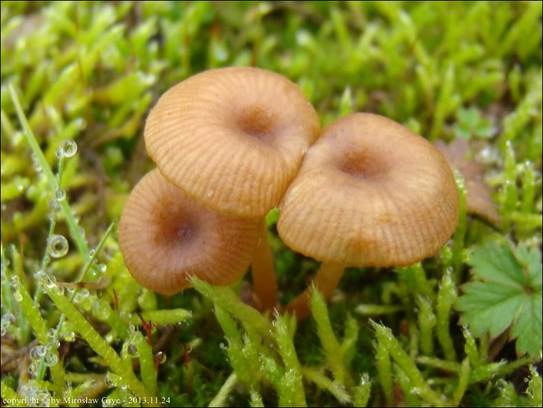 pępówka kubkowata - zdjęcie główne