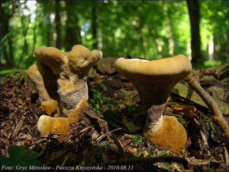 włóknouszek lejkowaty - zdjęcie główne