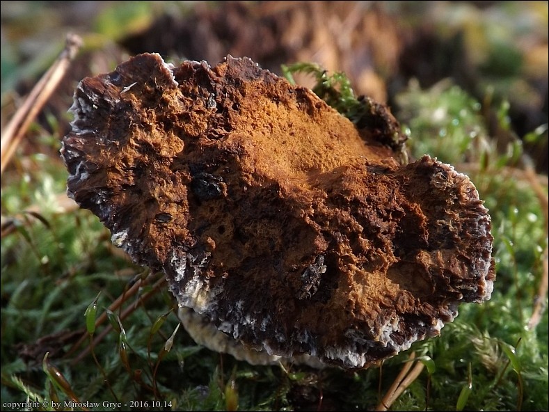 włóknouszek sosnowy - zdjęcie główne