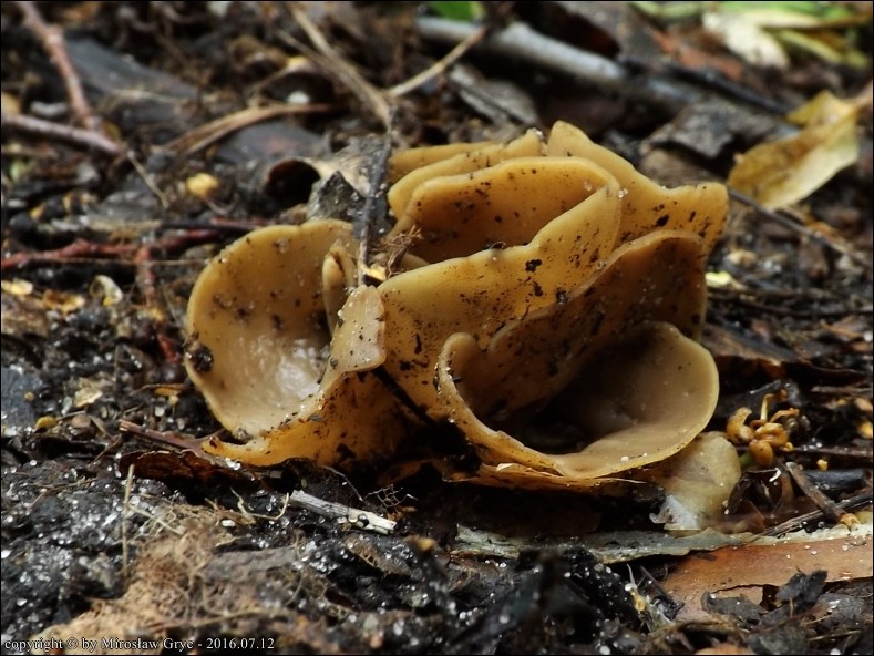 uchówka skórzasta - zdjęcie główne