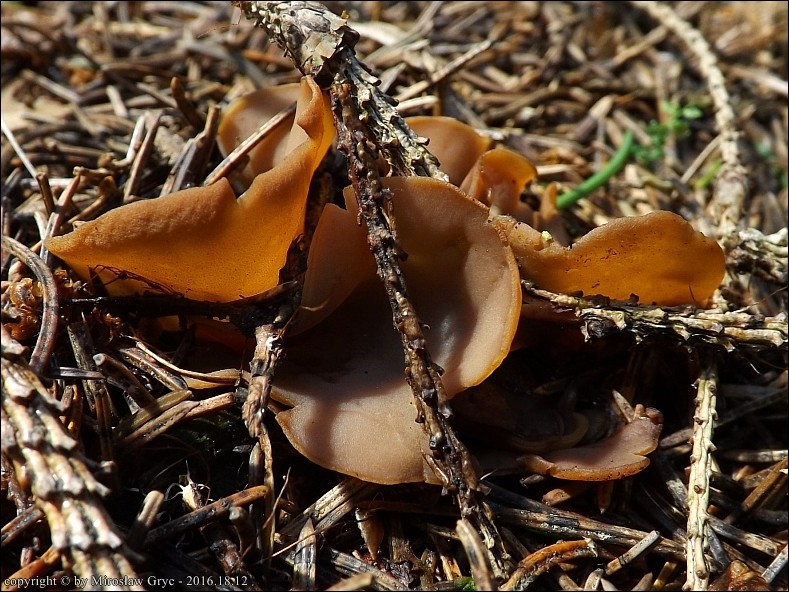 uchówka zajęcza - zdjęcie główne