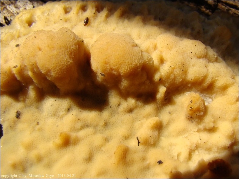 napień wypłowiały - zdjęcie główne