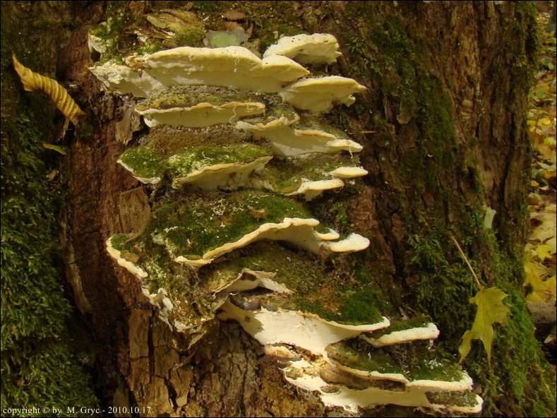 napień topolowy - zdjęcie główne