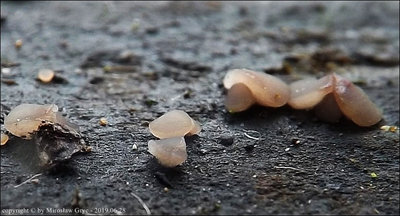 Ombrophila sp. (2019.06.28)