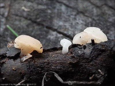 Ombrophila rivulorum