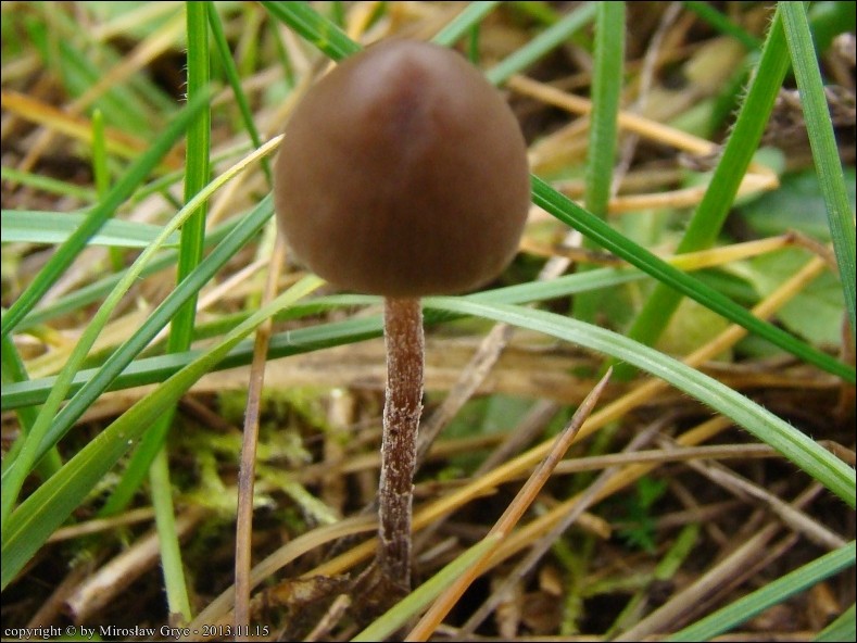 kołpaczek ostrowierzchołkowy - zdjęcie główne