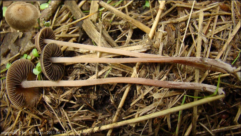 kołpaczek szorstkozarodnikowy - zdjęcie główne