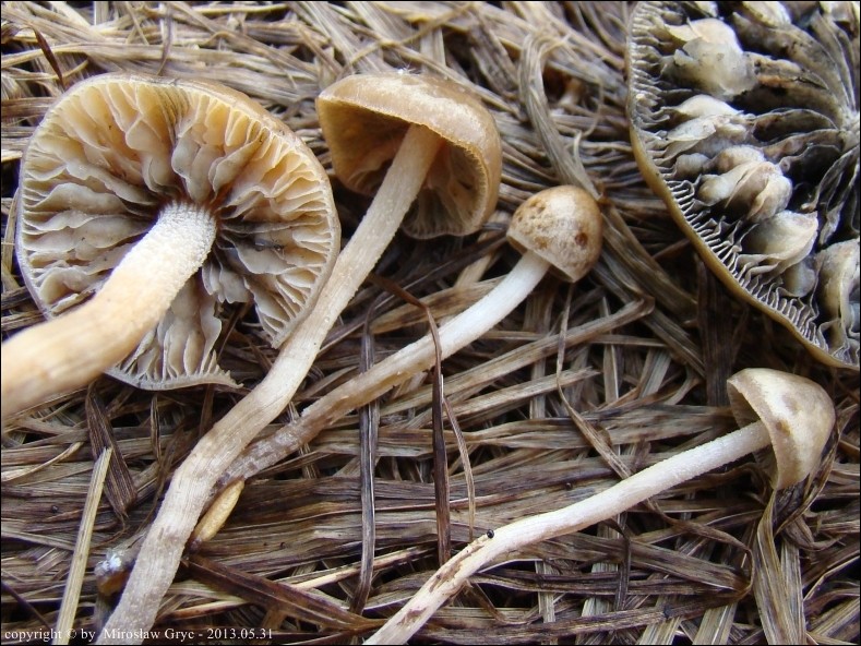 kołpaczek oliwkowy - zdjęcie główne