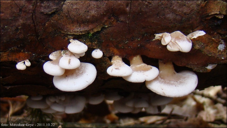łycznik białawy - zdjęcie główne