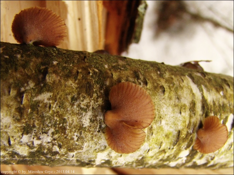 łycznik zębatobrzegi - zdjęcie główne