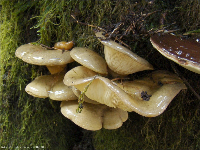 łycznik późny - zdjęcie główne