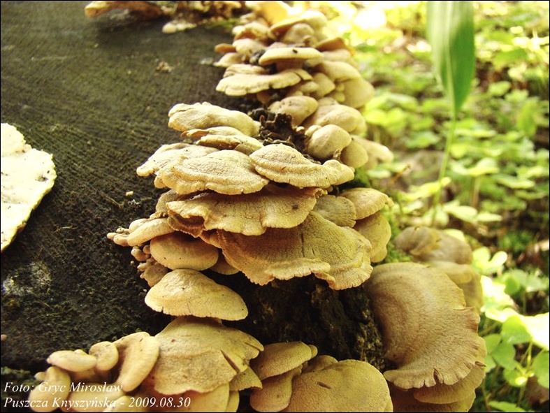 łycznik ochrowy - zdjęcie główne