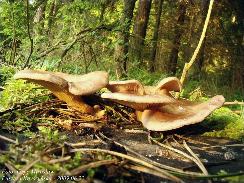 twardziak muszlowy - zdjęcie główne