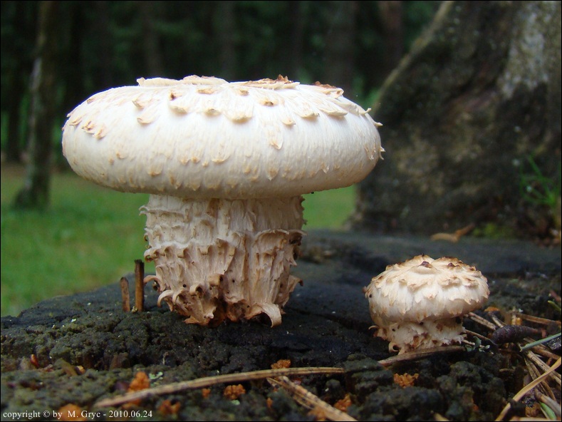 twardziak łuskowaty - zdjęcie główne