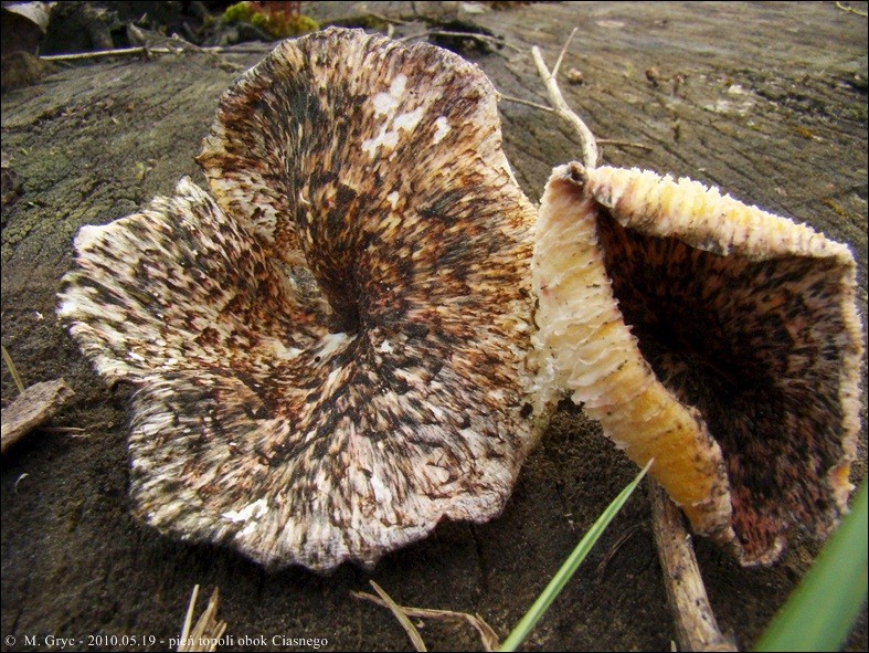 twardziak tygrysi - zdjęcie główne