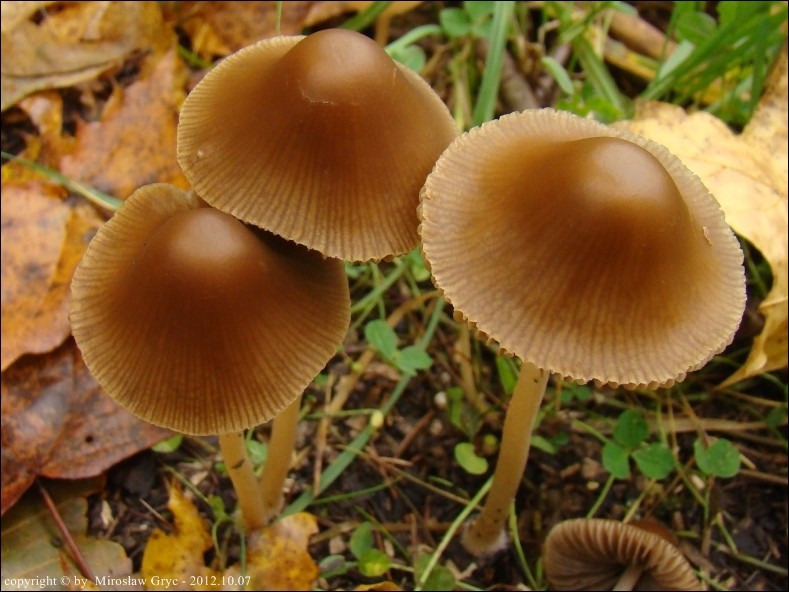 kruchaweczka twardotrzonowa - zdjęcie główne