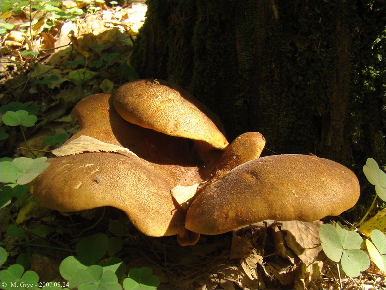 krowiak aksamitny - zdjęcie główne