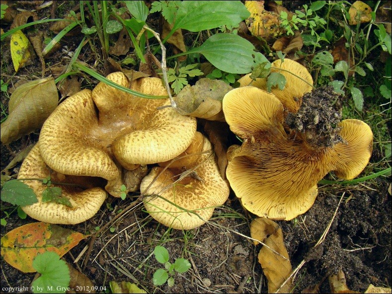 krowiak olszowy - zdjęcie główne