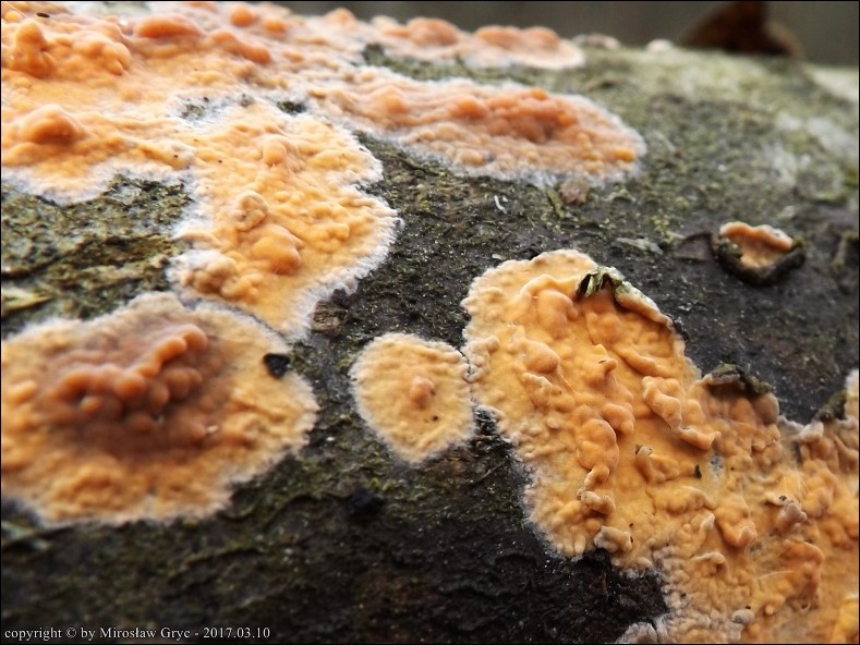 powłocznica cielista - zdjęcie główne