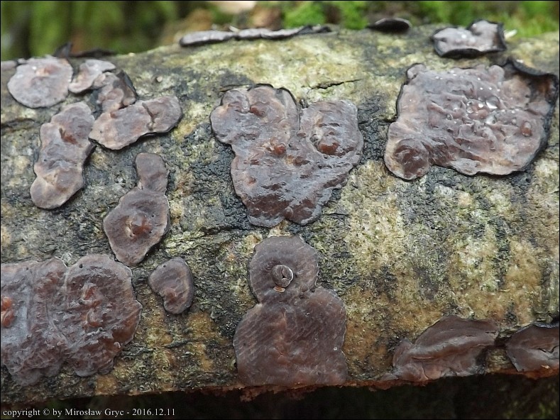 powłocznica jesionowa - zdjęcie główne