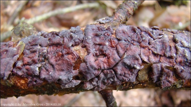 powłocznica sosnowa - zdjęcie główne