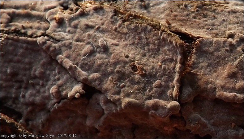 powłocznica świerkowa - zdjęcie główne