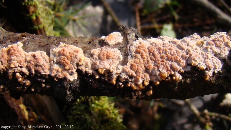 powłocznica osikowa - zdjęcie główne