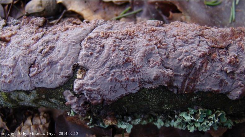 powłocznica dębowa - zdjęcie główne