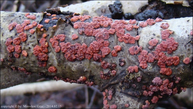 powłocznica czerwonawa - zdjęcie główne